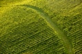 Vine rows in perfect sunlight