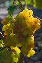 Vine with several bunches of ripe insolated multicolored grapes Royalty Free Stock Photo