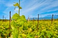 Vine shoot on sunny day, rows of vines, clear blue sky, Crete, Greece