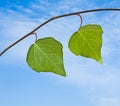 Vine on sky background Royalty Free Stock Photo