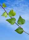 Vine on sky background Royalty Free Stock Photo