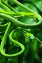 Vine snake Royalty Free Stock Photo