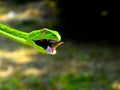 Vine Snake. (Ahaetulla nasuta) Royalty Free Stock Photo