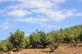 Vine in south of France Royalty Free Stock Photo