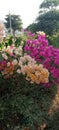 Bougainvillea flower glabra vine species