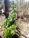 a vine spinach in the middle of semi arid desert.