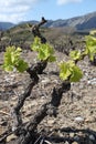 Vine in spring, Pyrenees orientales in France Royalty Free Stock Photo