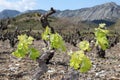 Vine in spring, Pyrenees orientales in France Royalty Free Stock Photo