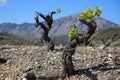 Vine in spring, Pyrenees orientales in France Royalty Free Stock Photo