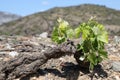 Vine in spring, Pyrenees orientales in France Royalty Free Stock Photo