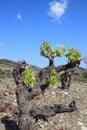 Vine in spring, Pyrenees orientales in France Royalty Free Stock Photo