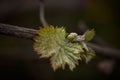 Vine sprout. Bud on the grape branch in a wine yeard