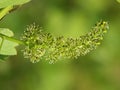 Vine sprout with flowering grape vine Royalty Free Stock Photo