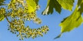 Vine sprout with young bunch of grapes Royalty Free Stock Photo