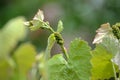 Vine sprout with young bunch of grapes Royalty Free Stock Photo