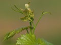 Vine sprout with young unripe grapes