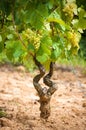 Vine stock in a vineyard Royalty Free Stock Photo