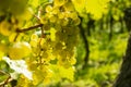 Vine stock with white grapes Royalty Free Stock Photo