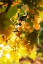 Vine stock with white grapes Royalty Free Stock Photo