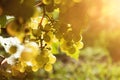 Vine stock with white grapes Royalty Free Stock Photo