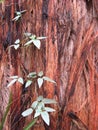 Vine and Stringy Bark Royalty Free Stock Photo