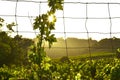 Vine and Sun Royalty Free Stock Photo