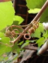 Vine tendrils that bind to each other