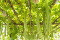 From Vine to Scrubber: Exploring the Fascinating World of Luffa Farming