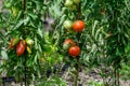 Vine of tomato plant with many big ripening tomatoes vegetables in garden close up Royalty Free Stock Photo