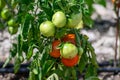 Vine of tomato plant with many big ripening tomatoes vegetables in garden close up Royalty Free Stock Photo