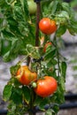 Vine of tomato plant with many big ripening tomatoes vegetables in garden close up Royalty Free Stock Photo