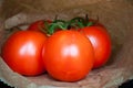 Vine Tomatoes