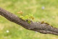Vine tree barnch close up view Royalty Free Stock Photo
