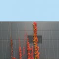 Vine tree climbing on modern building wall in autumn Royalty Free Stock Photo