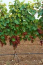 Vine tree with ripe red grape bunch in vineyard. grape bush in soil