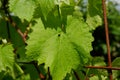 Vine on a trellis. Grape leaves after the rain. Young grape-vine in the vineyard Royalty Free Stock Photo