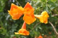 Vine trumpet orange 5491