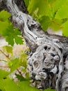 Vine trunk and leaves details- abstract mood