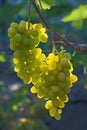 Vine with two bunches of ripe insolated green grapes Royalty Free Stock Photo