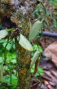 Vine of Vanilla Planifolia - a Flavoring Orchid - in Kerala, India, Asia