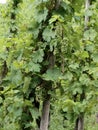 Vine with grapevines, not yet ripe, Moselle