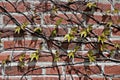 Vine on wall Royalty Free Stock Photo