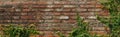 Vine on wall brick background texture red old vintage grunge Royalty Free Stock Photo