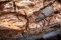 Vine Weevil on Rotten Log_Otiorhynchus sulcatus