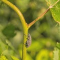 A vine weevil sitting on a plant stem