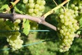 A vine with white grapes Royalty Free Stock Photo