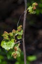 Vine of wild grapes in the thicket of the forest