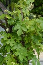 The Vine winds its way along the wall of a village house, beautiful background