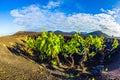 Vine in the wine-growing area La Geria in Lanzarote