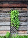 Vine on wooden trellis attached to log house wall Royalty Free Stock Photo
